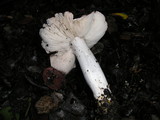 Tricholoma griseoviolaceum image