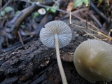 Mycena galericulata image