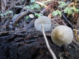 Mycena galericulata image