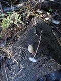Mycena galericulata image