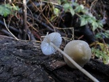 Mycena galericulata image
