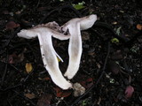 Tricholoma griseoviolaceum image