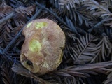 Suillus caerulescens image