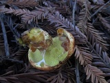 Suillus caerulescens image