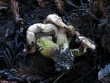 Gomphidius oregonensis image