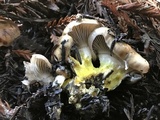 Gomphidius oregonensis image