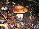 Russula fragrantissima image