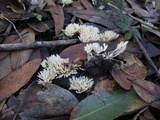 Aphelaria tuberosa image