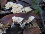 Aphelaria tuberosa image