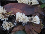 Aphelaria tuberosa image