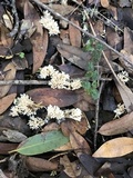 Aphelaria tuberosa image