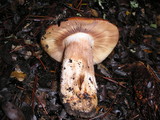 Russula fragrantissima image