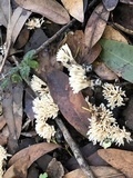 Aphelaria tuberosa image