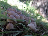 Mycena capillaripes image