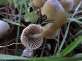 Mycena capillaripes image