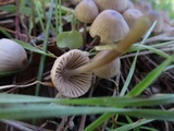 Mycena capillaripes image