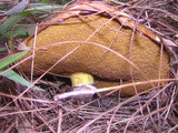 Suillus luteus image