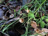 Mycena californiensis image
