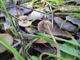Mycena californiensis image