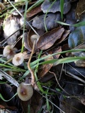 Mycena californiensis image