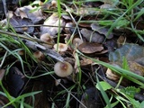 Mycena californiensis image