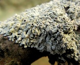 Physcia aipolia image