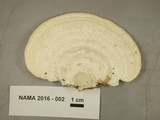 Trametes gibbosa image