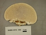 Trametes gibbosa image