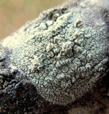 Lecanora strobilina image
