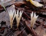 Aphelaria tuberosa image