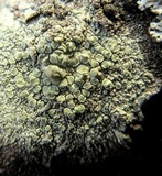Lecanora strobilina image