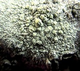 Lecanora strobilina image