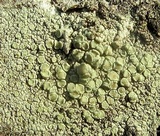 Lecanora strobilina image