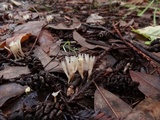 Aphelaria tuberosa image