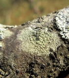 Lecanora strobilina image
