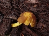 Pluteus romellii image