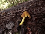 Pluteus romellii image