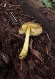 Pluteus romellii image