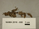 Phleogena faginea image