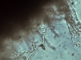 Phleogena faginea image