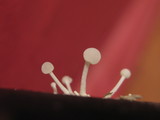 Physalacria inflata image