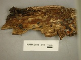 Resupinatus applicatus image