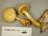 Gymnopilus luteus image