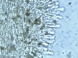 Gymnopilus luteus image