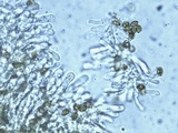 Gymnopilus luteus image