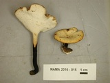 Polyporus leptocephalus image