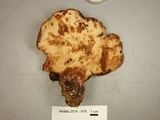 Fistulina hepatica image