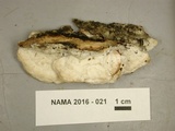 Gloeoporus dichrous image