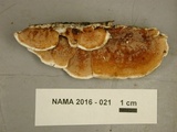 Gloeoporus dichrous image