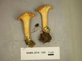 Cantharellus lateritius image